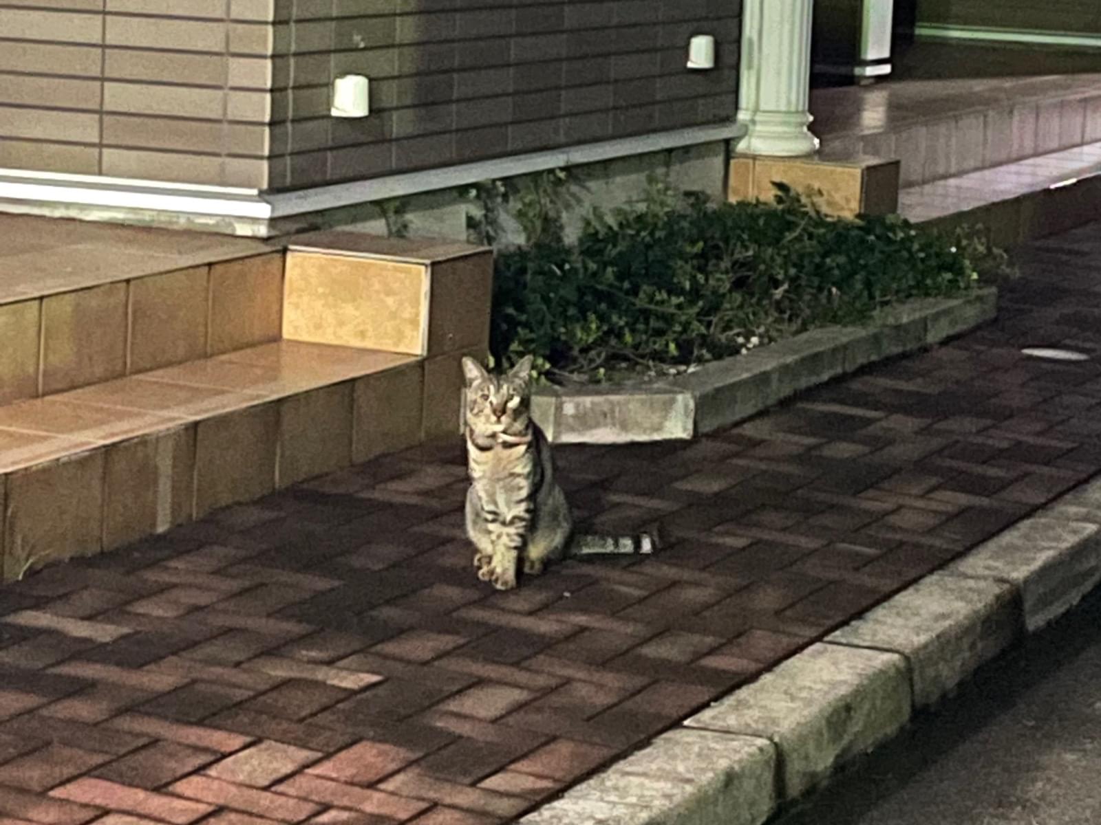目撃された猫 目撃された猫