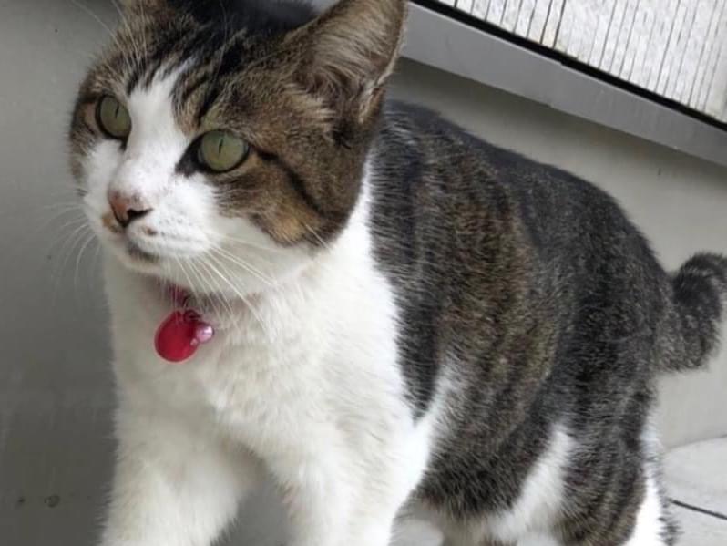 保護された猫 保護された猫