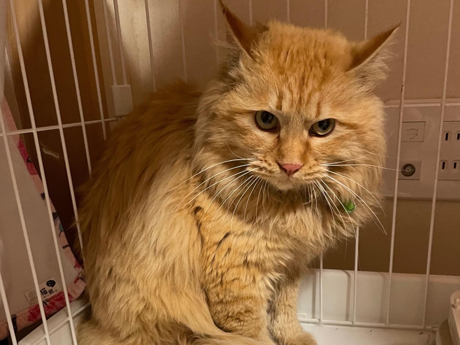 保護された猫 保護された猫