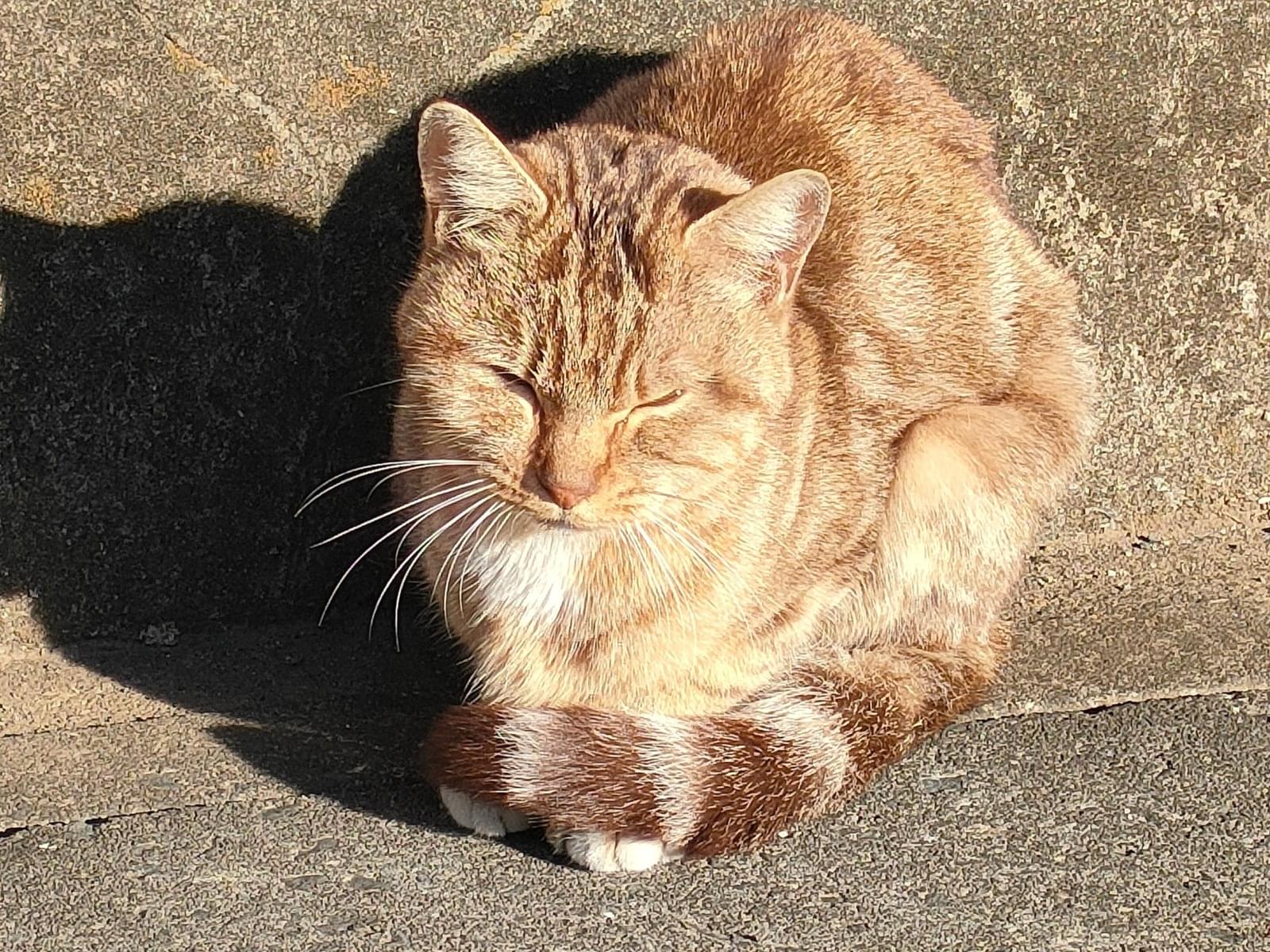 目撃された猫 目撃された猫