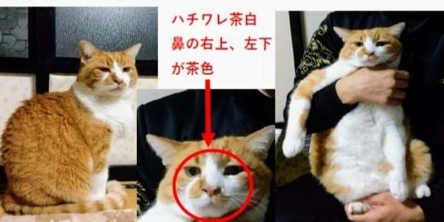 ハチワレの茶トラ