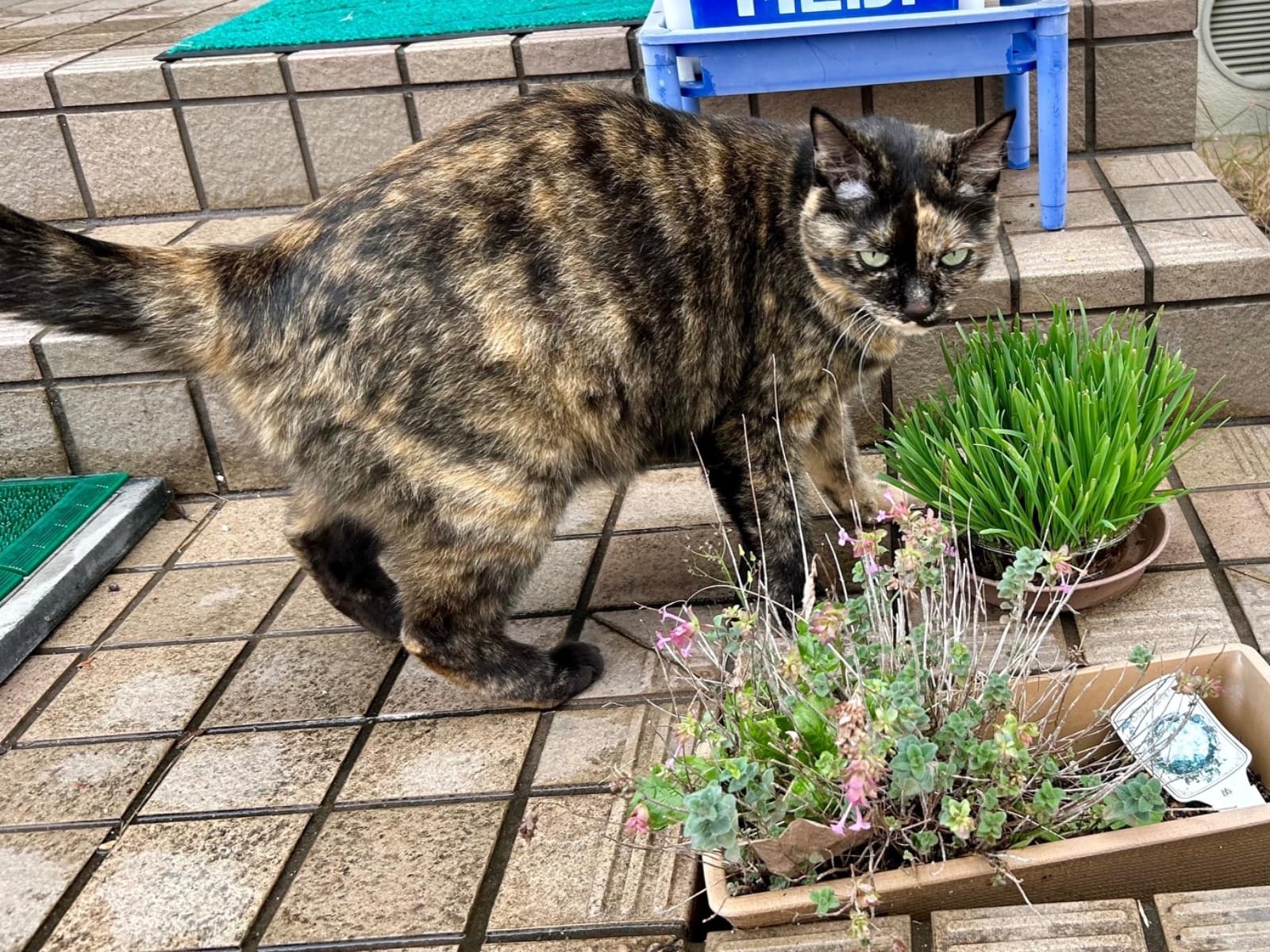 ペペラちゃん ペペラちゃん