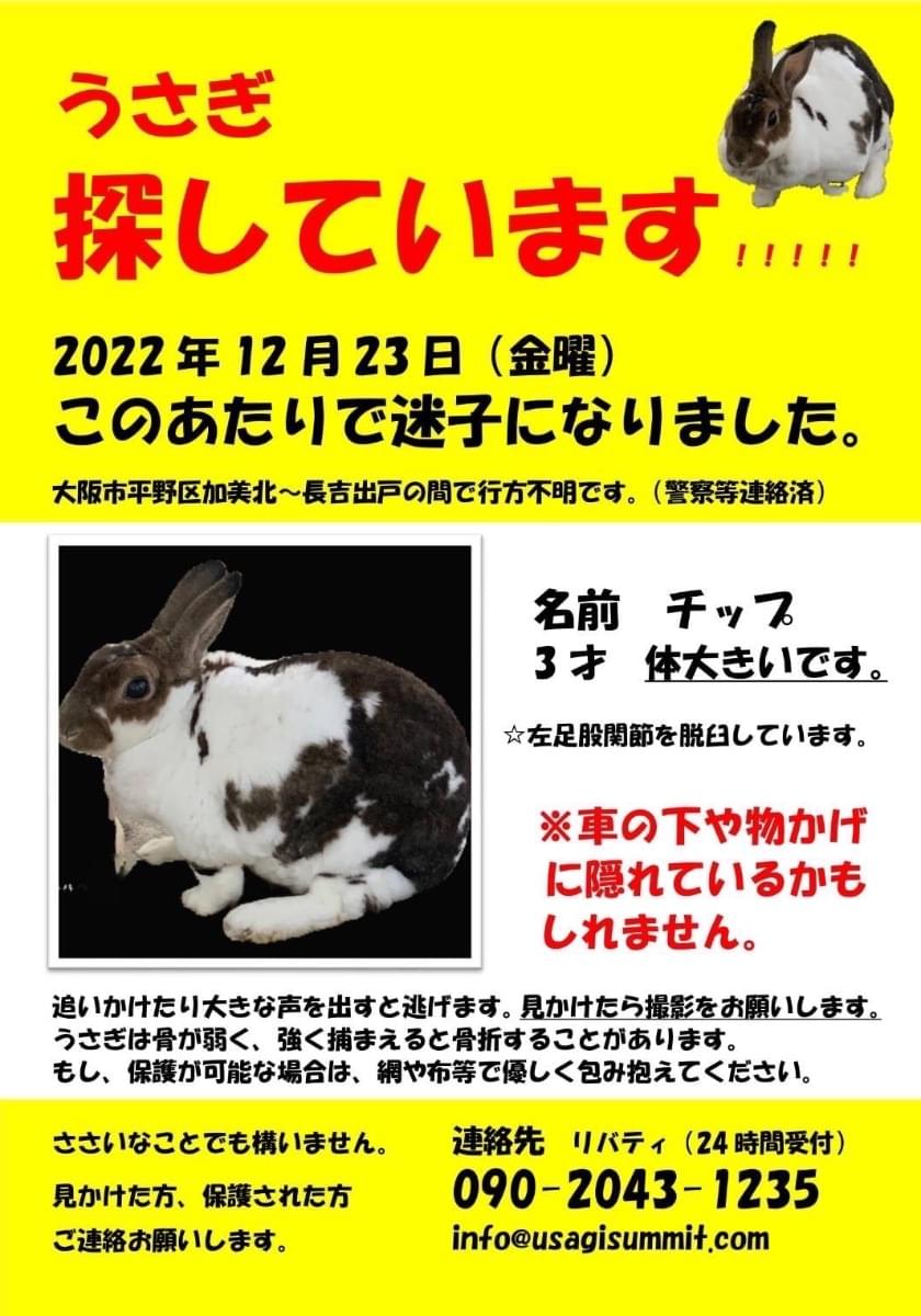 うさぎ🐰を探しています