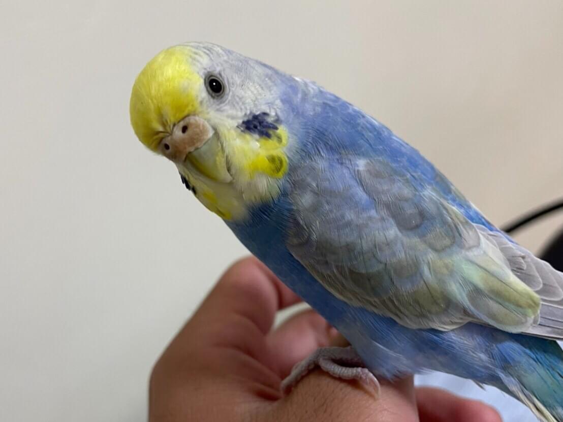 イチちゃん イチちゃん