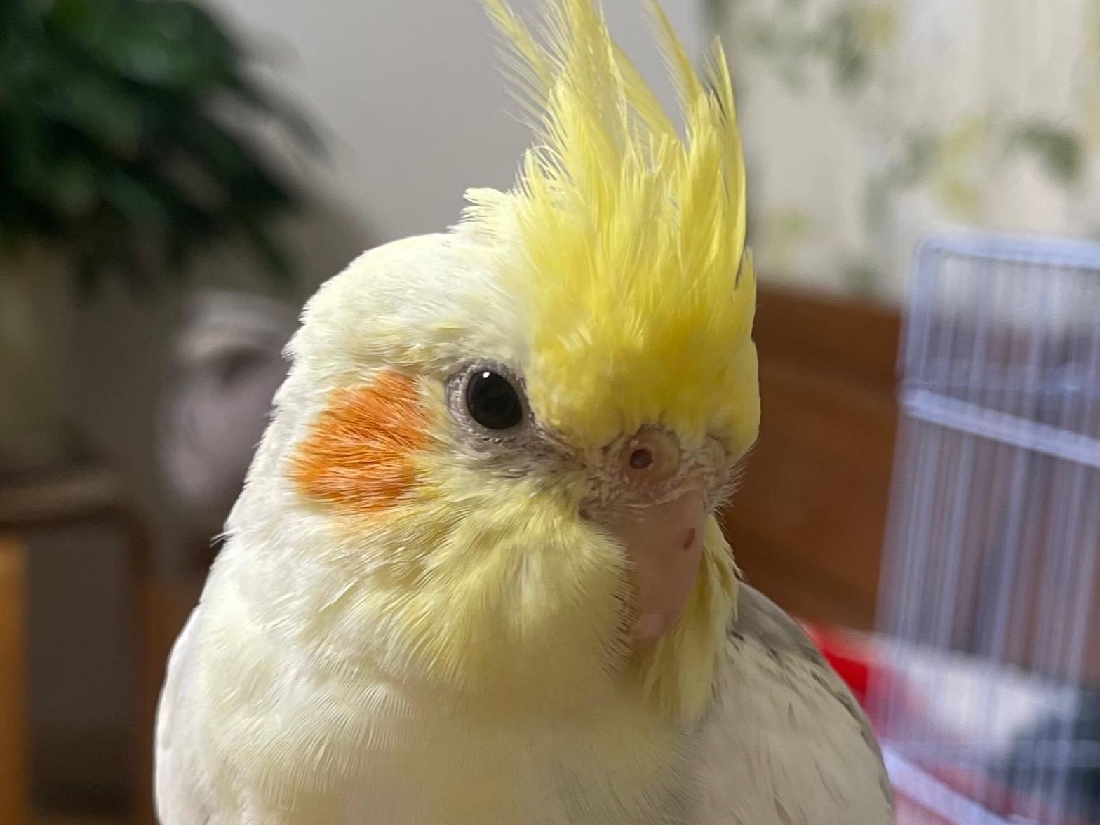 ぽーちゃん ぽーちゃん