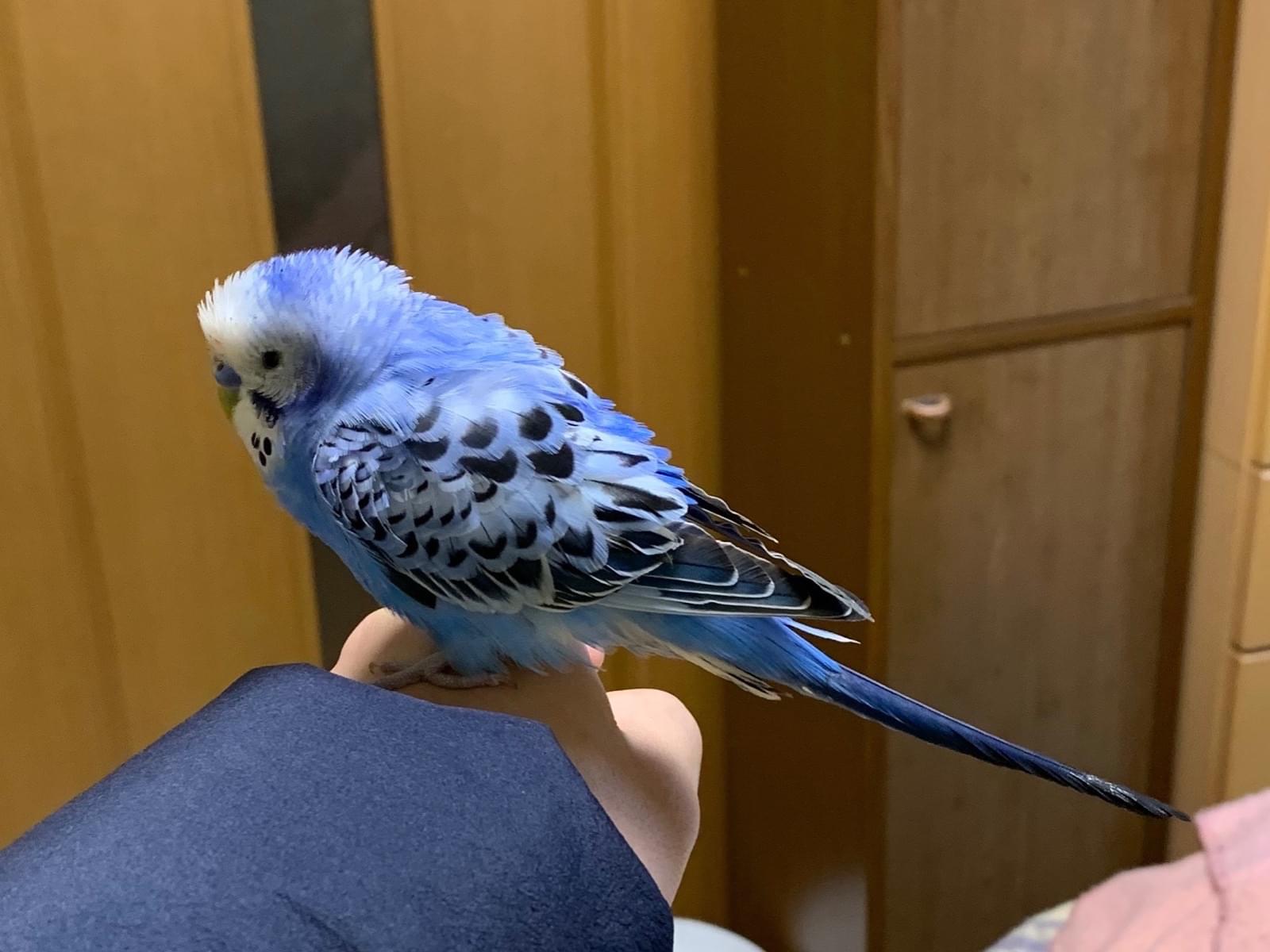 保護された鳥 保護された鳥