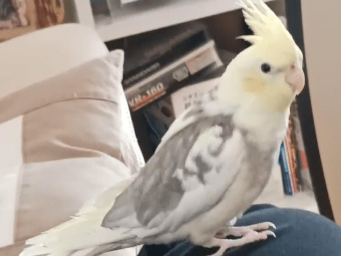 レモンちゃん レモンちゃん
