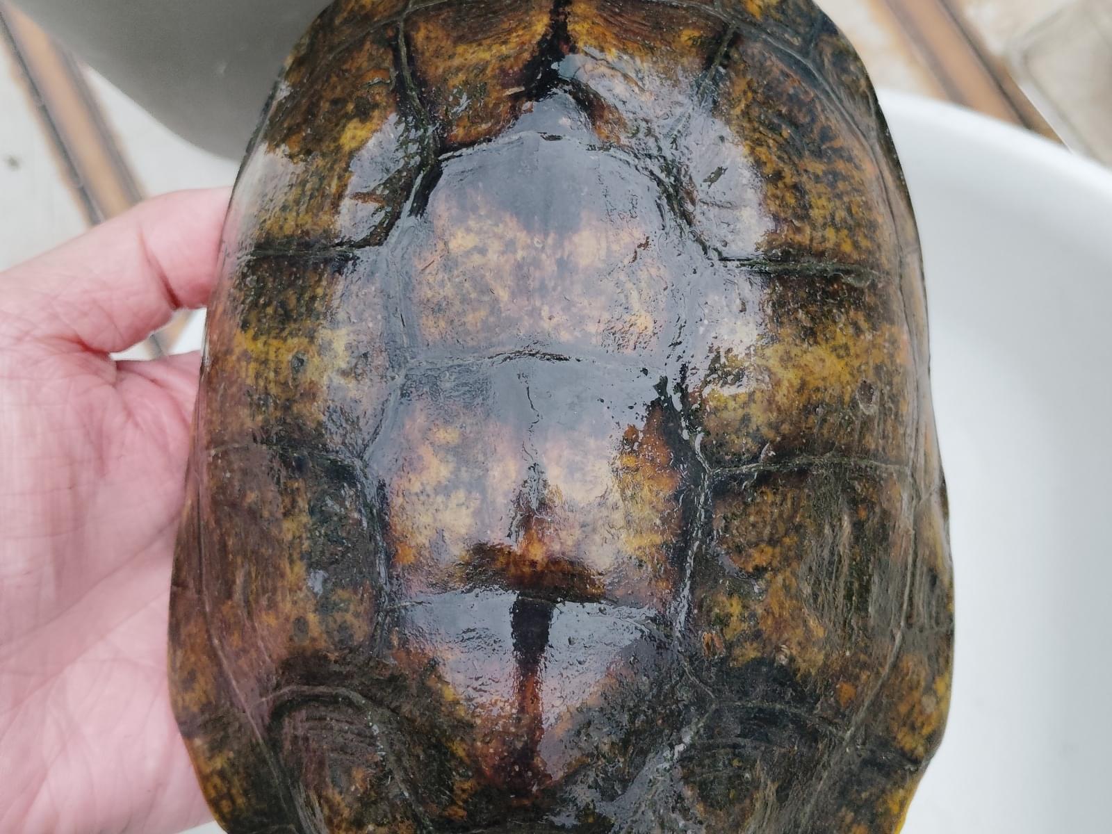 保護されたペット 保護されたペット