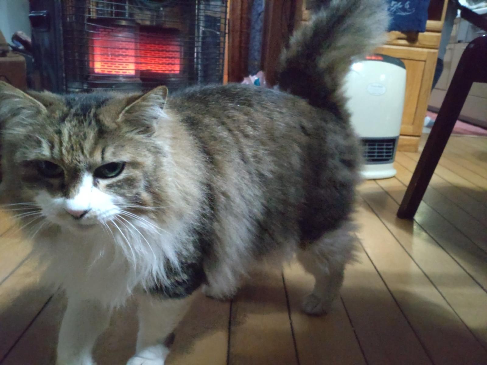 チコちゃん チコちゃん