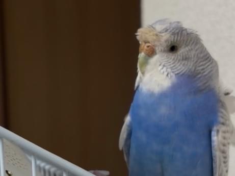 ブルーかブルーウィーちゃん ブルーかブルーウィーちゃん
