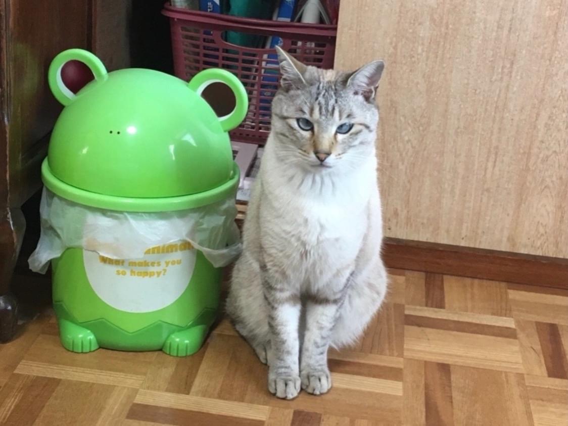 こむぎちゃん こむぎちゃん