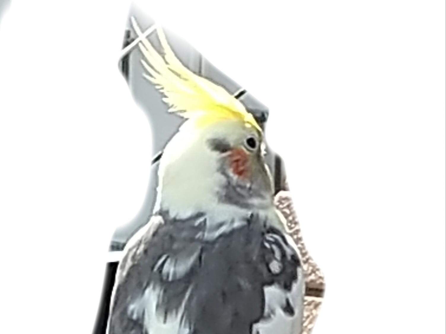 目撃された鳥 目撃された鳥