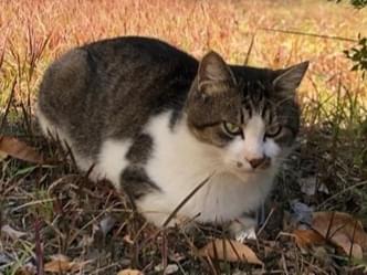 目撃された猫 目撃された猫