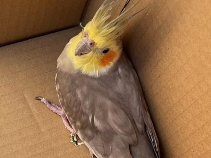 保護された鳥 保護された鳥