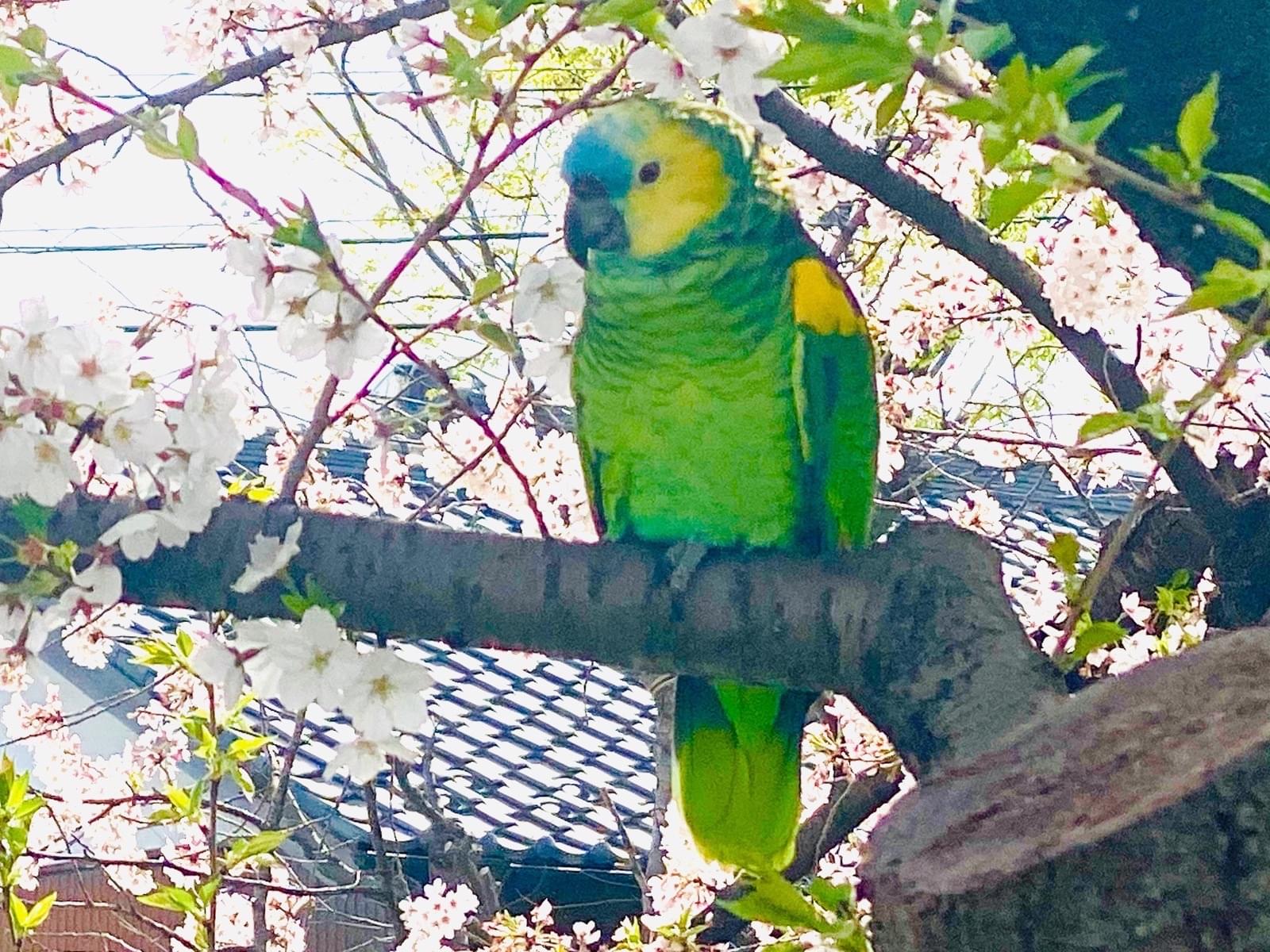 目撃された鳥 目撃された鳥