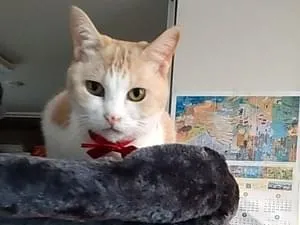 白茶色の猫