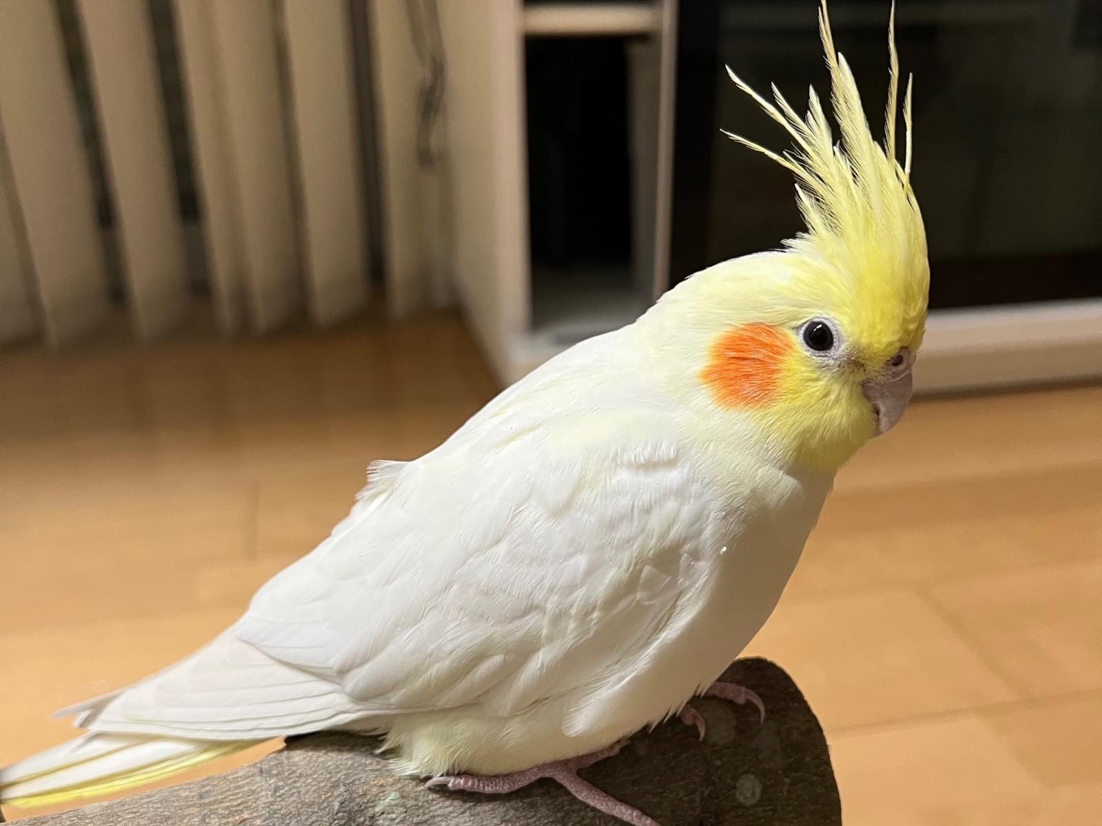 チョコちゃん チョコちゃん