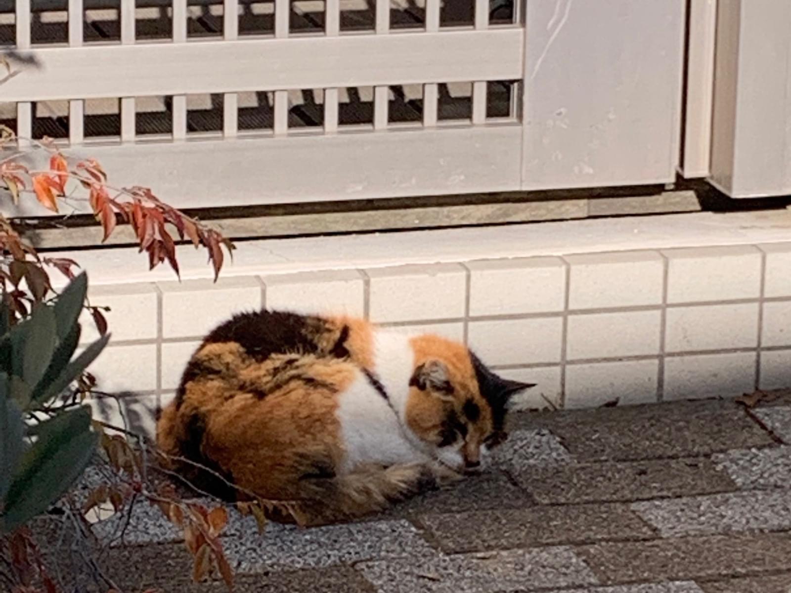 やくちゃん やくちゃん