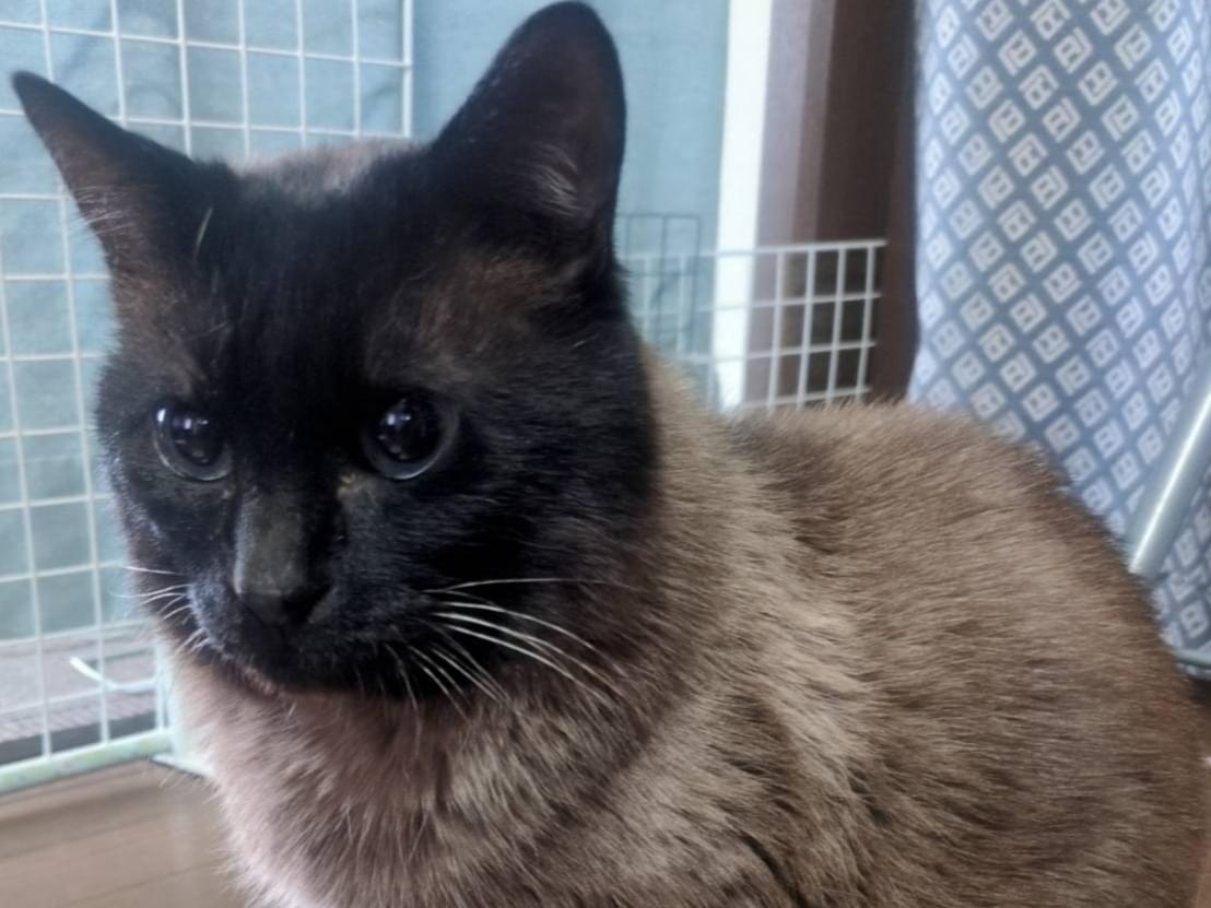 保護された猫 保護された猫