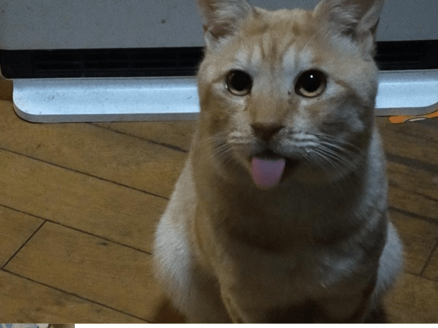 ペロちゃん ペロちゃん