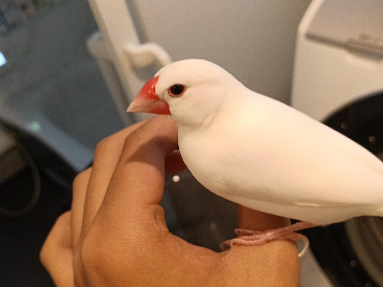 スノーちゃん スノーちゃん
