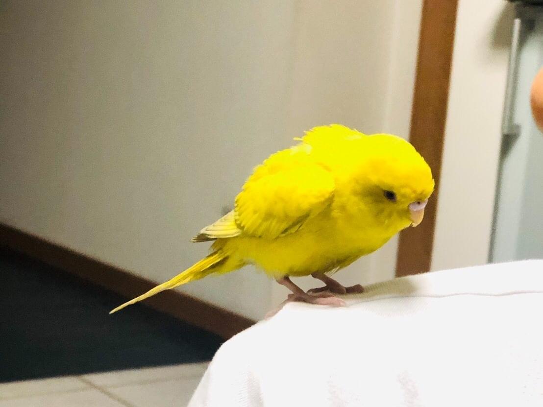 もみじちゃん もみじちゃん