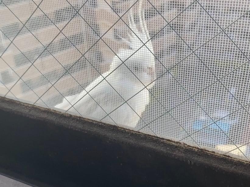 目撃された鳥 目撃された鳥
