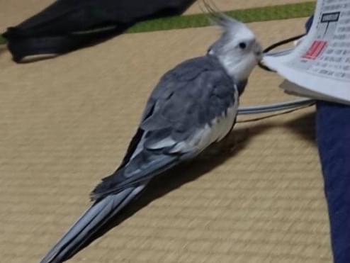 うたこちゃん うたこちゃん