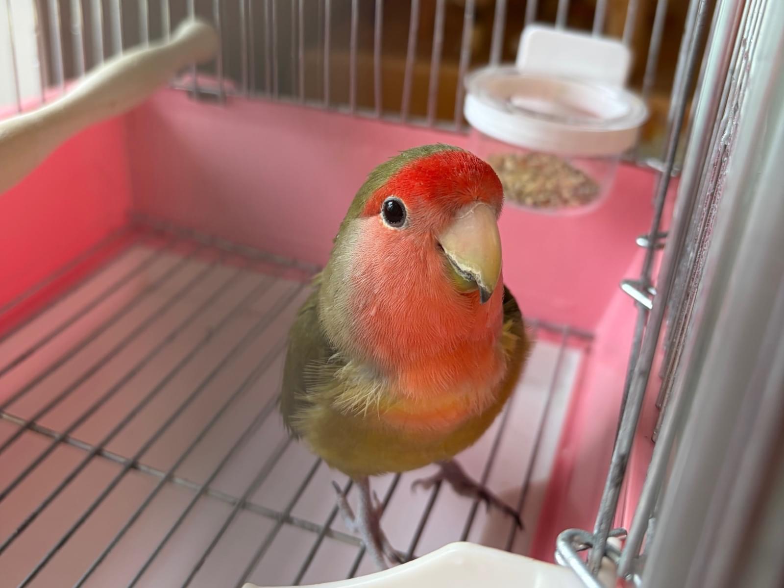 保護された鳥 保護された鳥