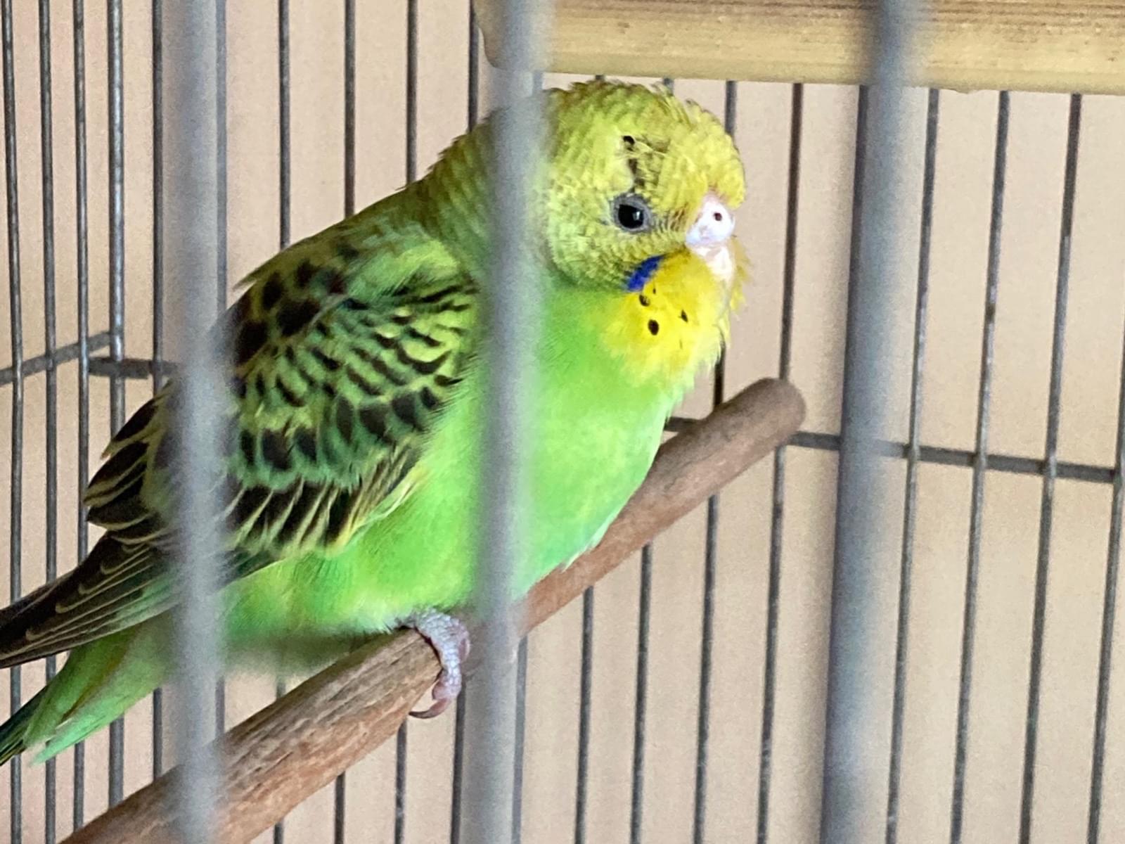 保護された鳥 保護された鳥