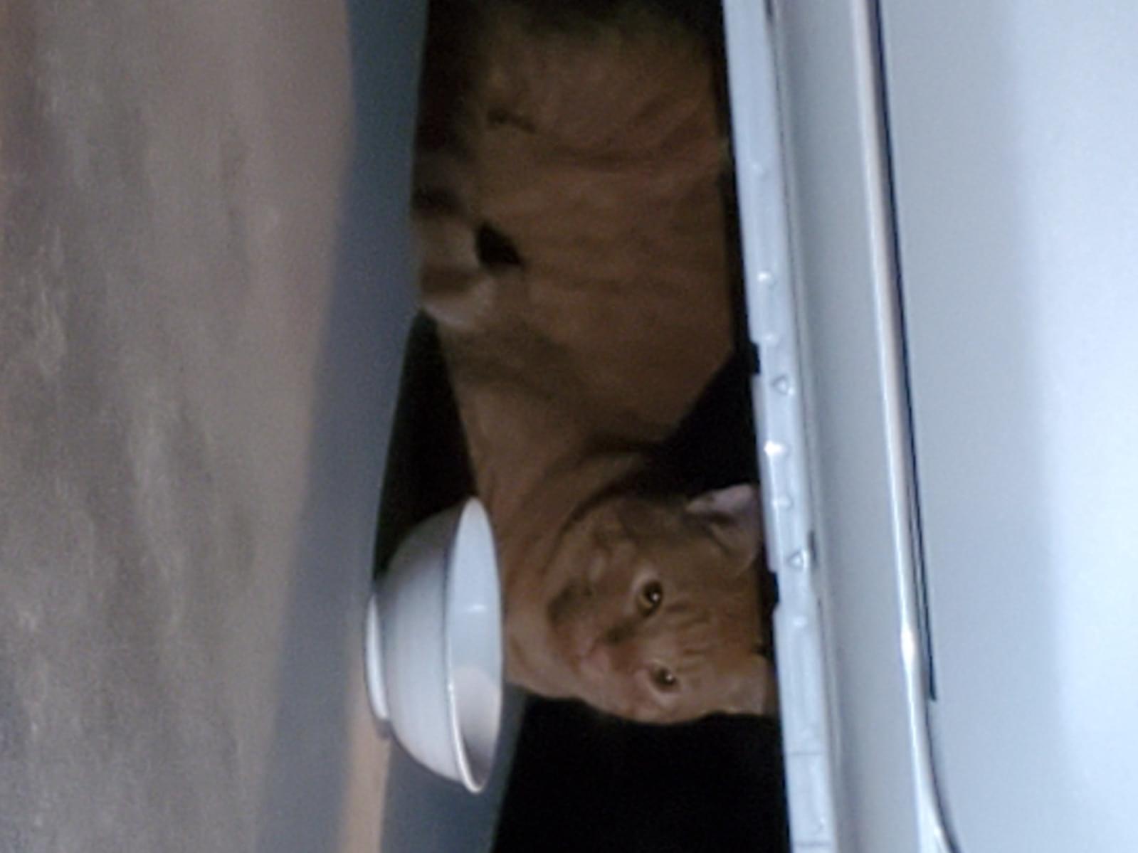目撃された猫