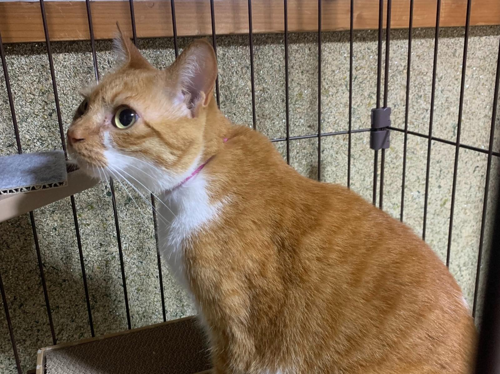 保護された猫 保護された猫