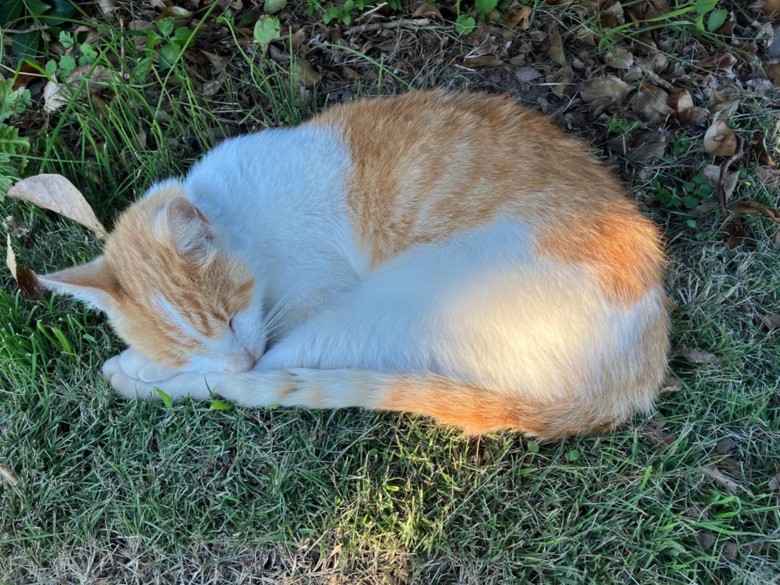 目撃された猫 目撃された猫