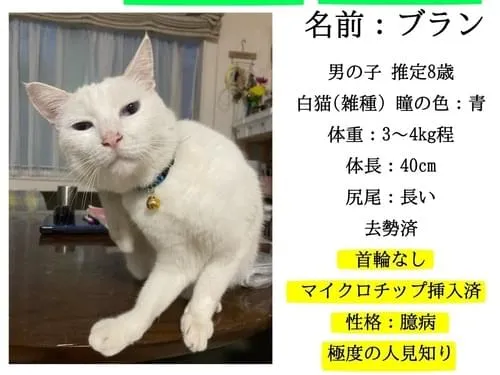 白猫を探しています