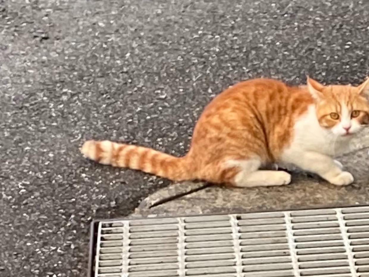 迷子になった猫 迷子になった猫