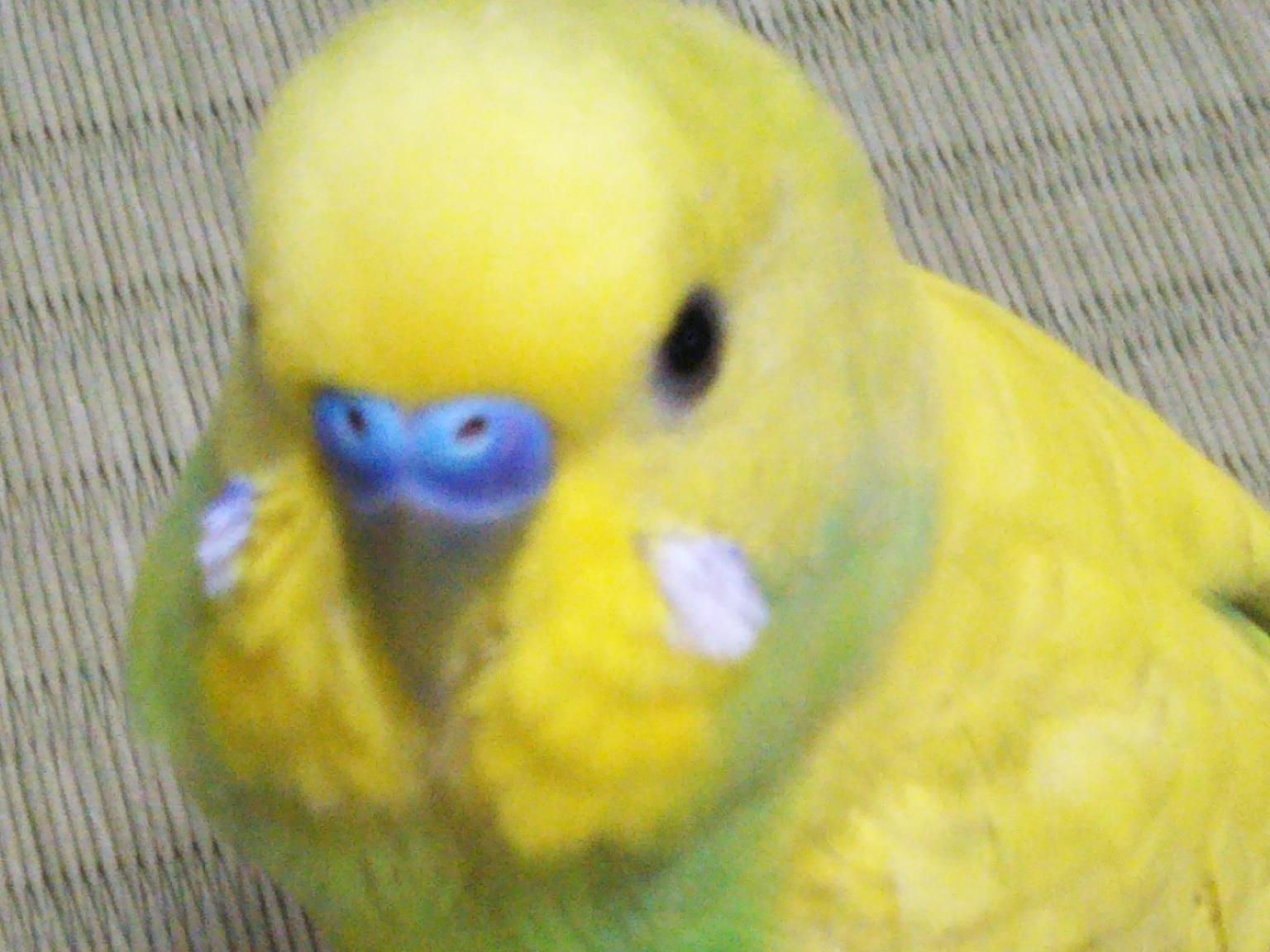 ピーちゃん ピーちゃん