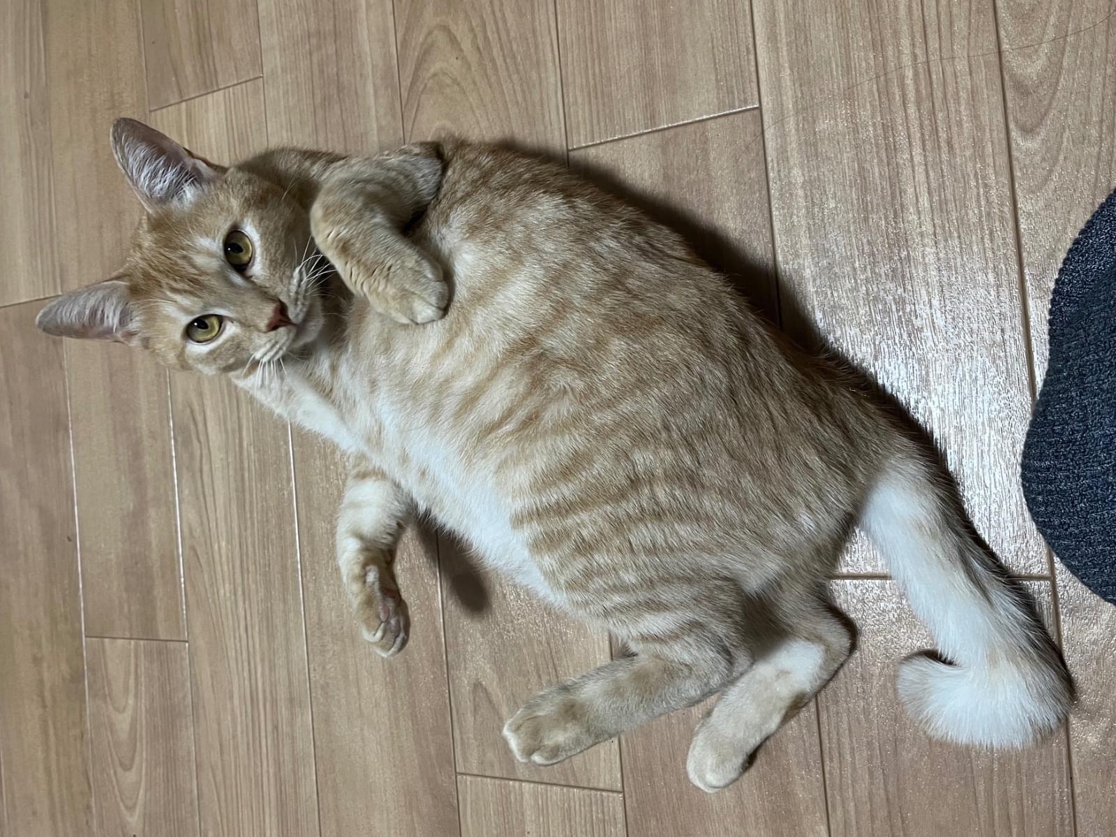 ごろんちゃん ごろんちゃん