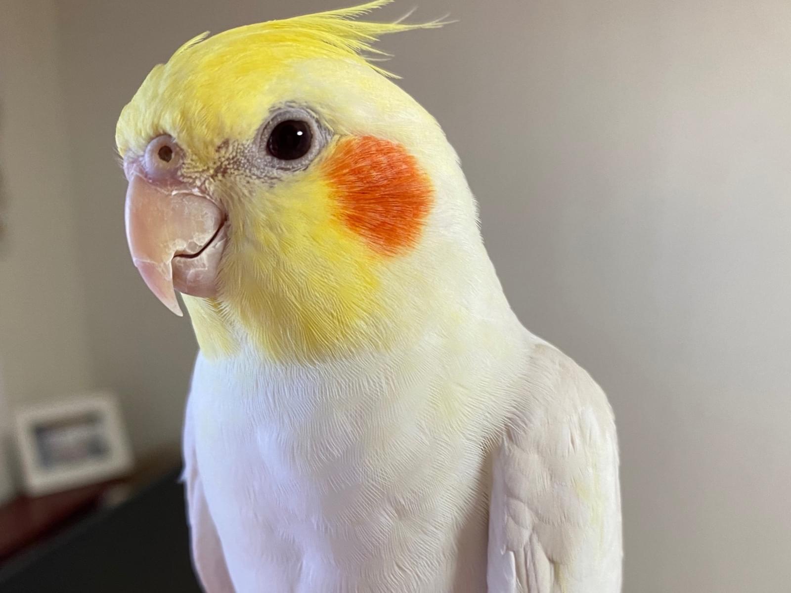 ピクちゃん ピクちゃん