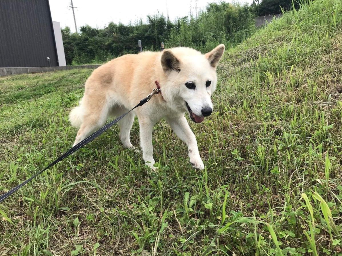 びびちゃん びびちゃん