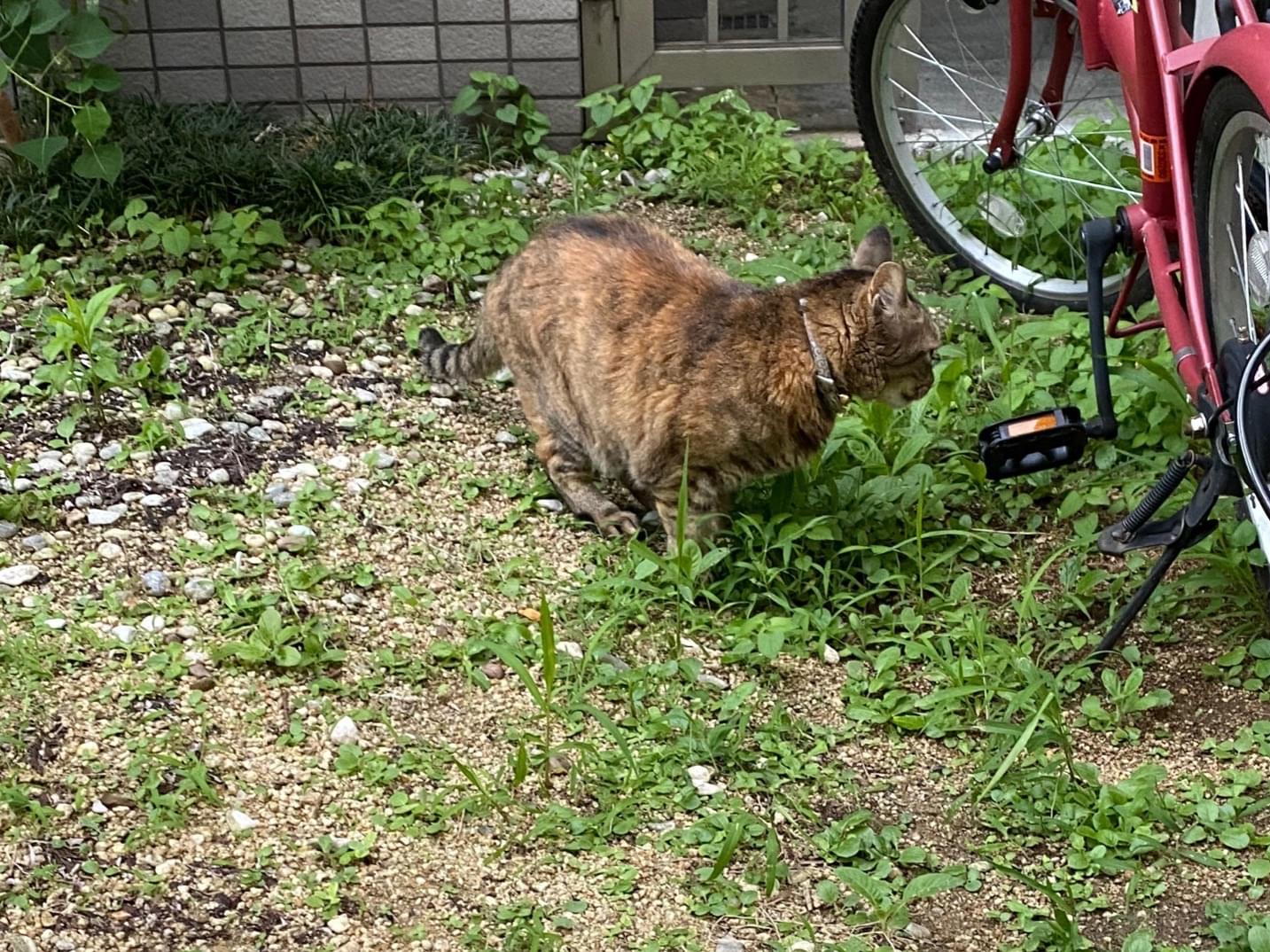 目撃された猫 目撃された猫