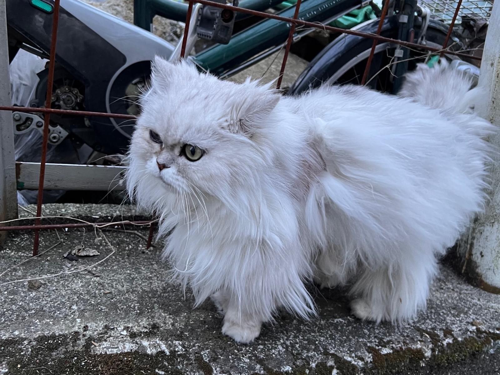 目撃された猫 目撃された猫