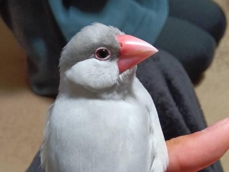 ドンチちゃん ドンチちゃん