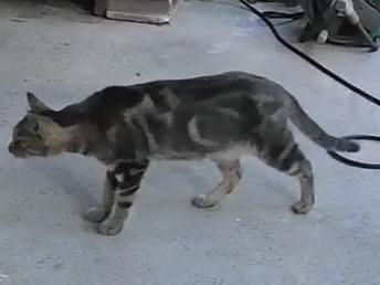 目撃された猫 目撃された猫