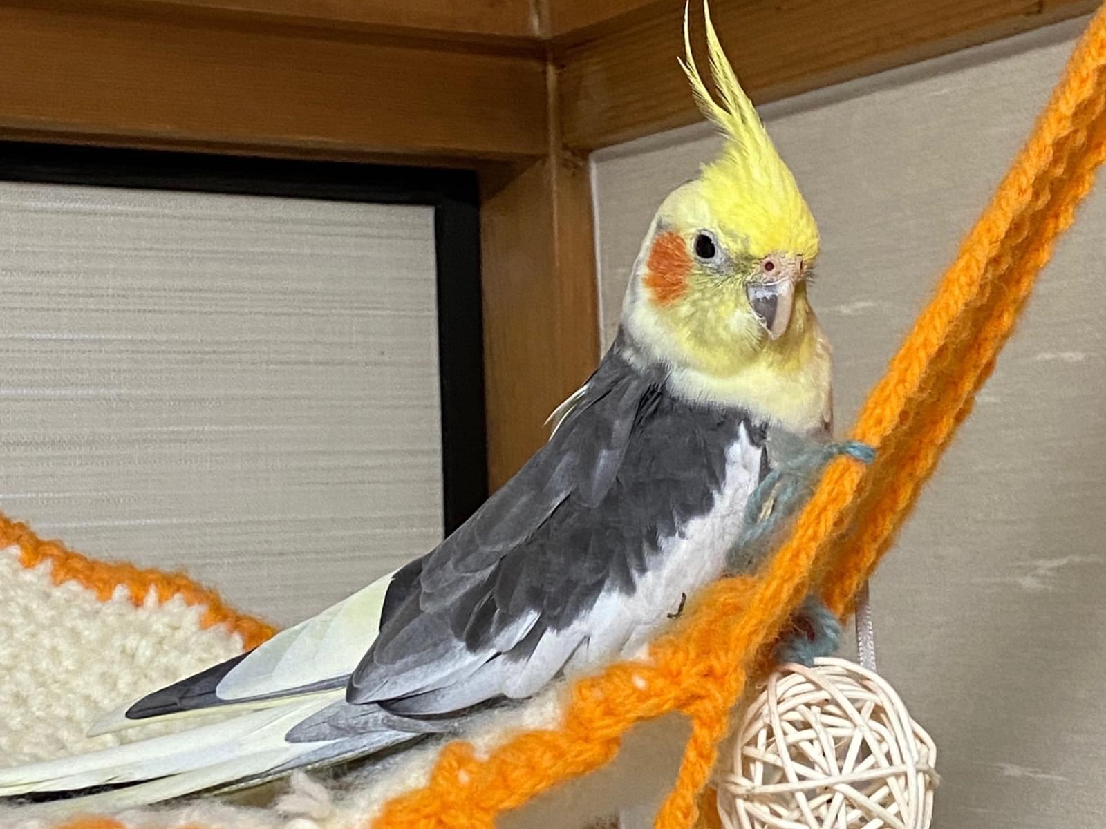 ぽぽちゃん ぽぽちゃん