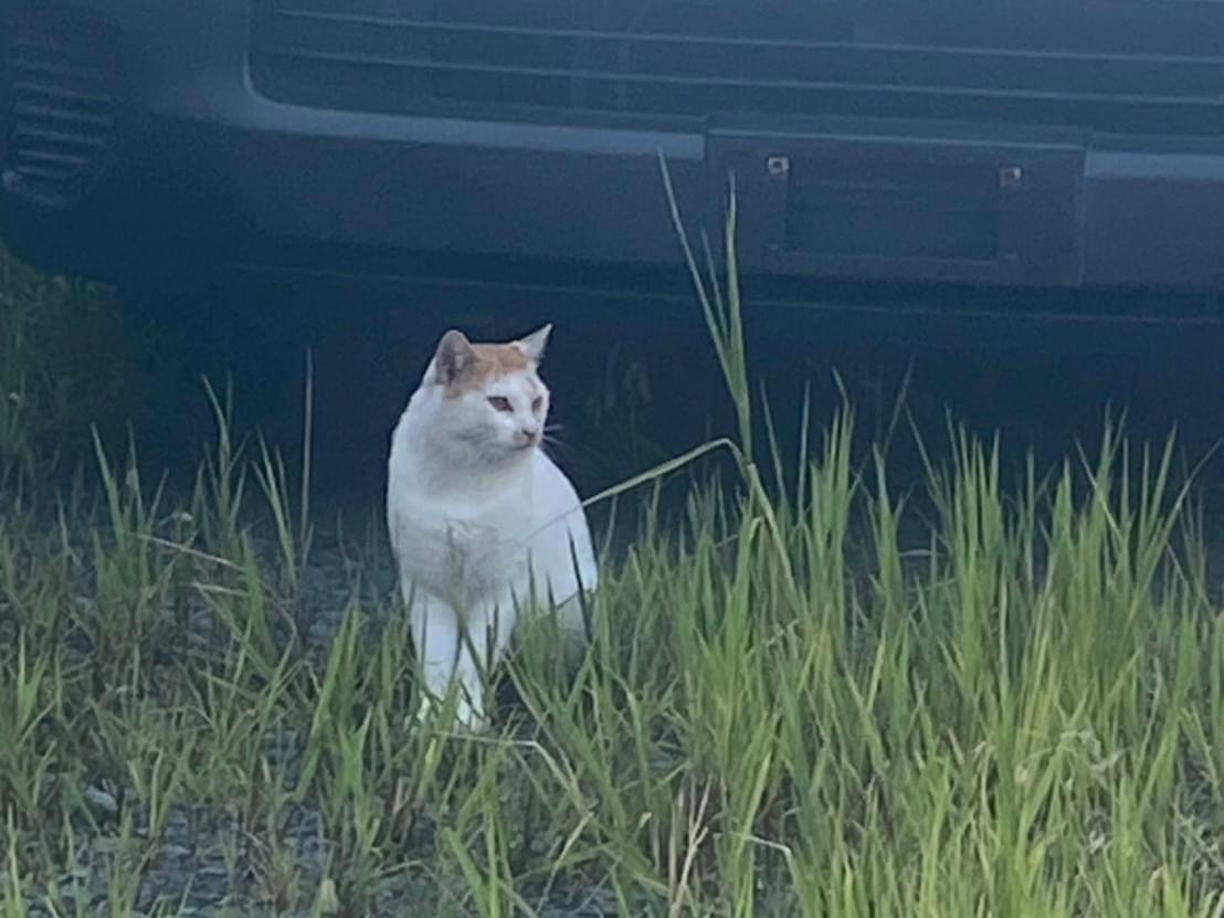 目撃された猫 目撃された猫