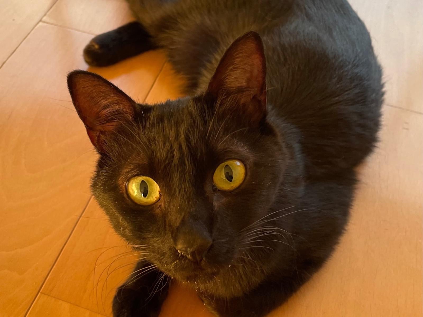 保護された猫 保護された猫
