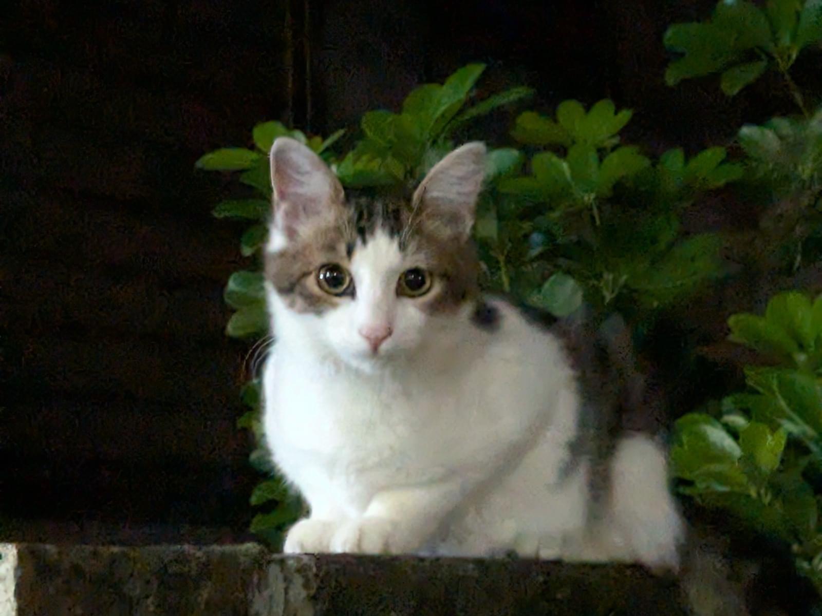 目撃された猫 目撃された猫