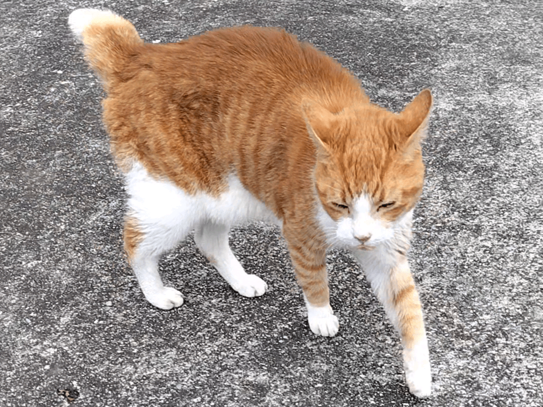 目撃された猫 目撃された猫