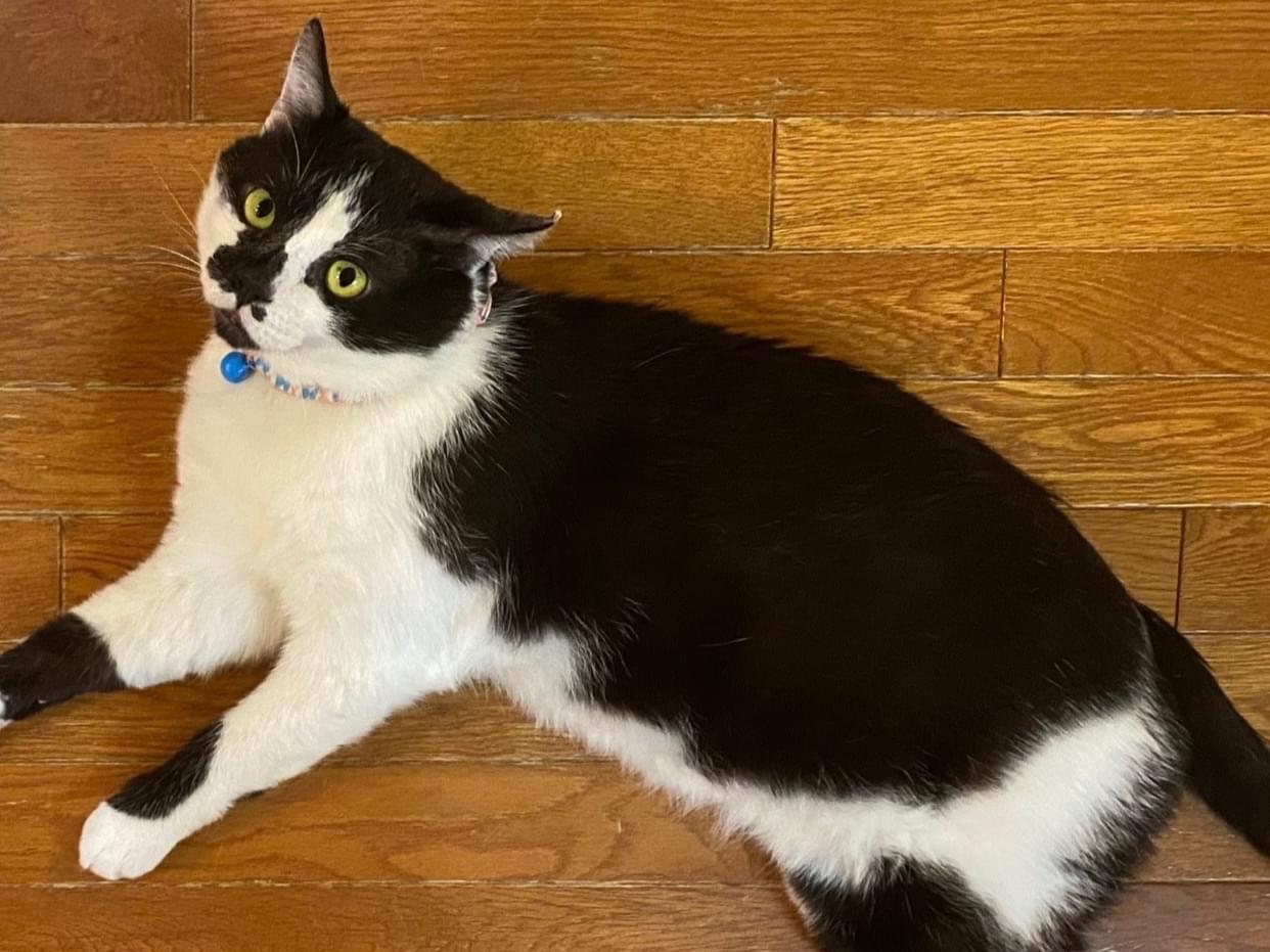 トロちゃん トロちゃん