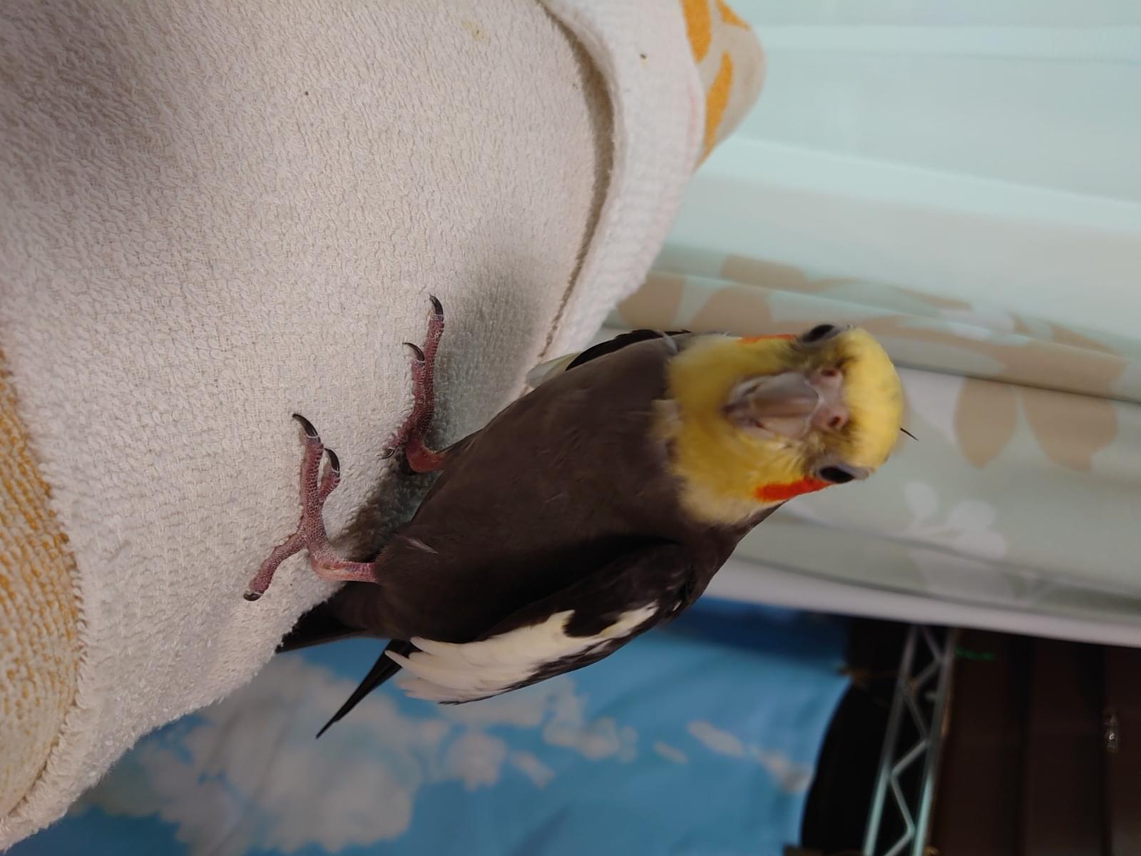 ゴマちゃん ゴマちゃん